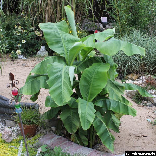 bananenpflanze