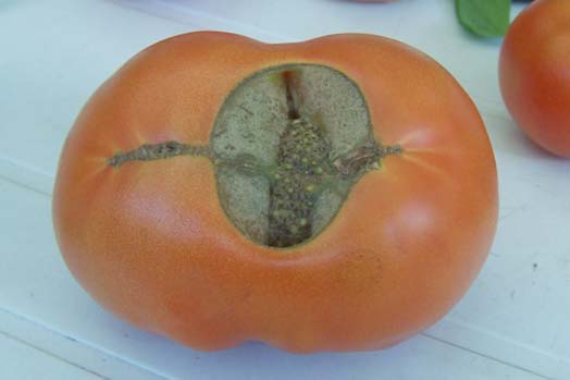 tomatengewschwuer.jpg