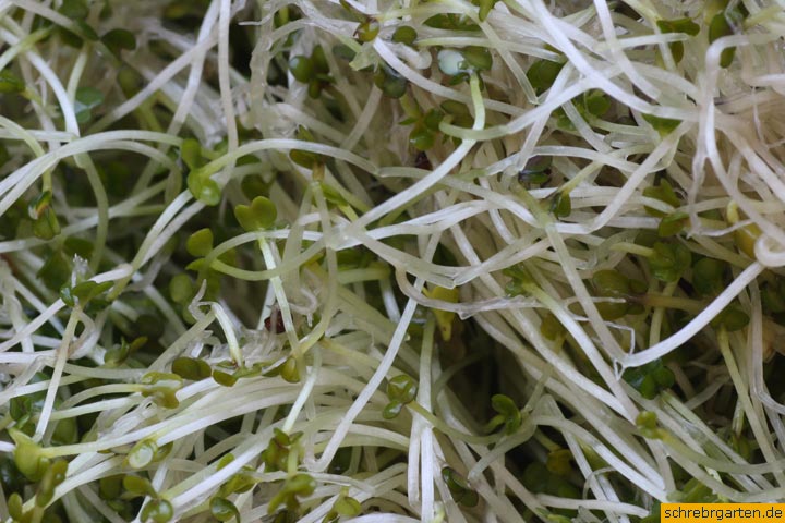 broccolisprossen